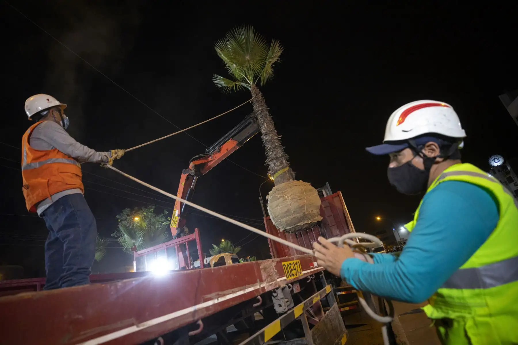 Palmeras de la Av. Universitaria fueron trasladadas al albergue de árboles en Ancón, estos árboles serán replantados en un espacio adecuado para continuar con la vida verde. Foto: ANDINA/Municipalidad de Lima