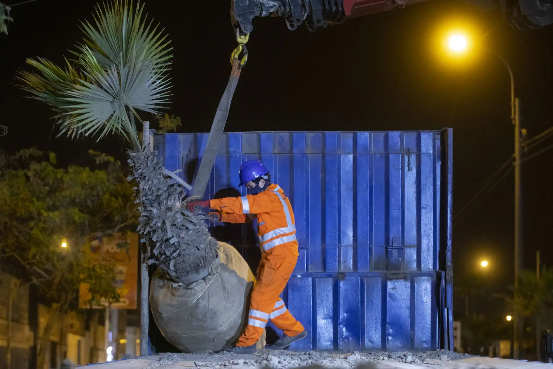Palmeras de la Av. Universitaria fueron trasladadas al albergue de árboles en Ancón, estos árboles serán replantados en un espacio adecuado para continuar con la vida verde. Foto: ANDINA/Municipalidad de Lima