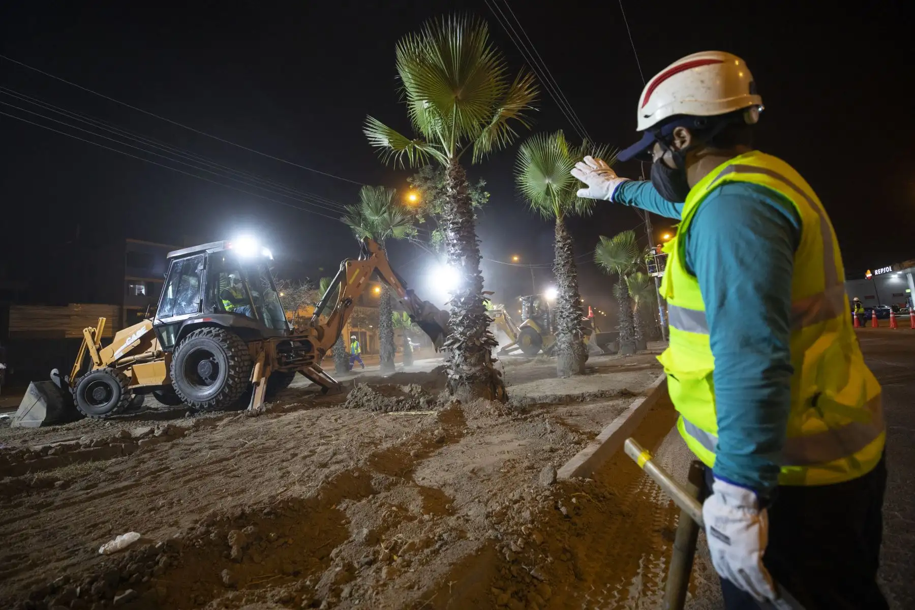 Palmeras de la Av. Universitaria fueron trasladadas al albergue de árboles en Ancón, estos árboles serán replantados en un espacio adecuado para continuar con la vida verde. Foto: ANDINA/Municipalidad de Lima
