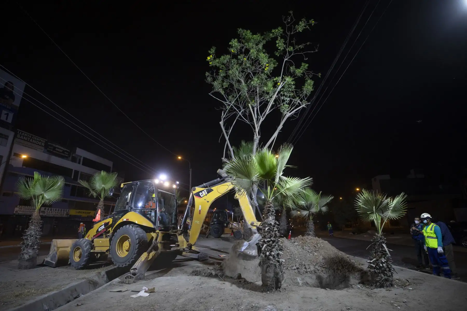 Palmeras de la Av. Universitaria fueron trasladadas al albergue de árboles en Ancón, estos árboles serán replantados en un espacio adecuado para continuar con la vida verde. Foto: ANDINA/Municipalidad de Lima