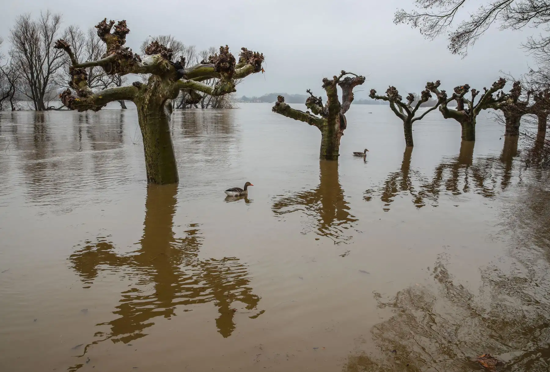 Una carretera a la orilla del río se inundó cerca de Oestrich, en el oeste de Alemania, esto se debe a que el río Rin se desbordó después del derretimiento de la nieve y la precipitación persistente. Foto: AFP
