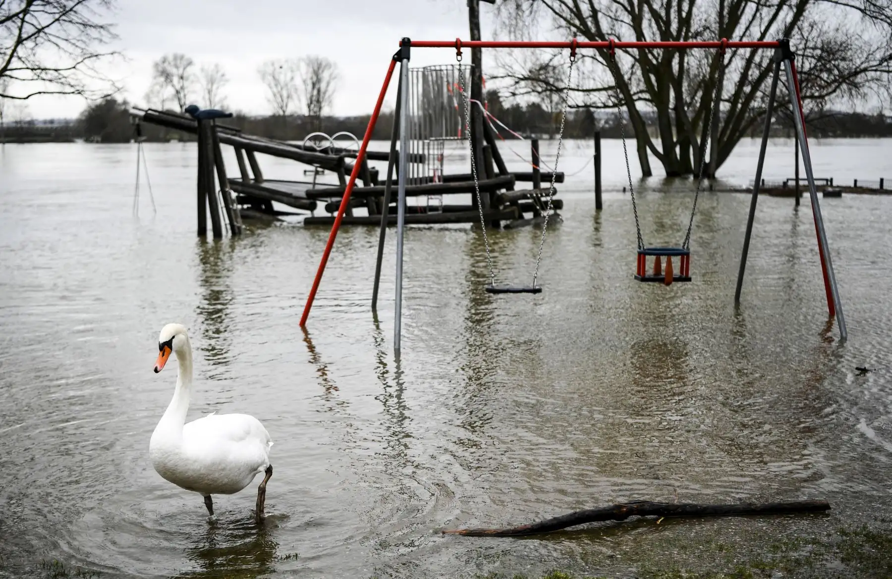 Un cisne camina cerca de un parque inundado en las orillas del río Rin en Mondorf, en el oeste de Alemania, después de que el río Rin se desbordó debido al derretimiento de la nieve y las precipitaciones persistentes.