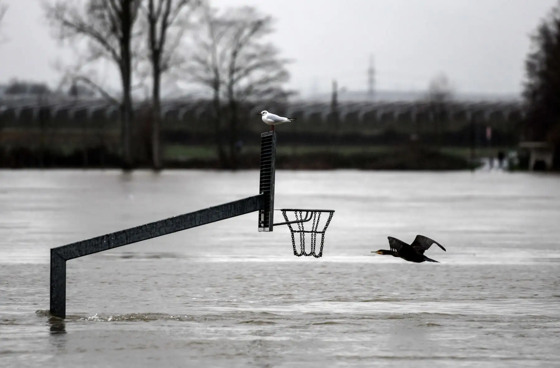 Un ave vuela junto a un aro de baloncesto con una gaviota sentada en la parte superior, esto a las orillas del río Rin en Mondorf, en el oeste de Alemania, después de que el río Rin se desbordó debido al derretimiento de la nieve y las precipitaciones persistentes. Foto: AFP