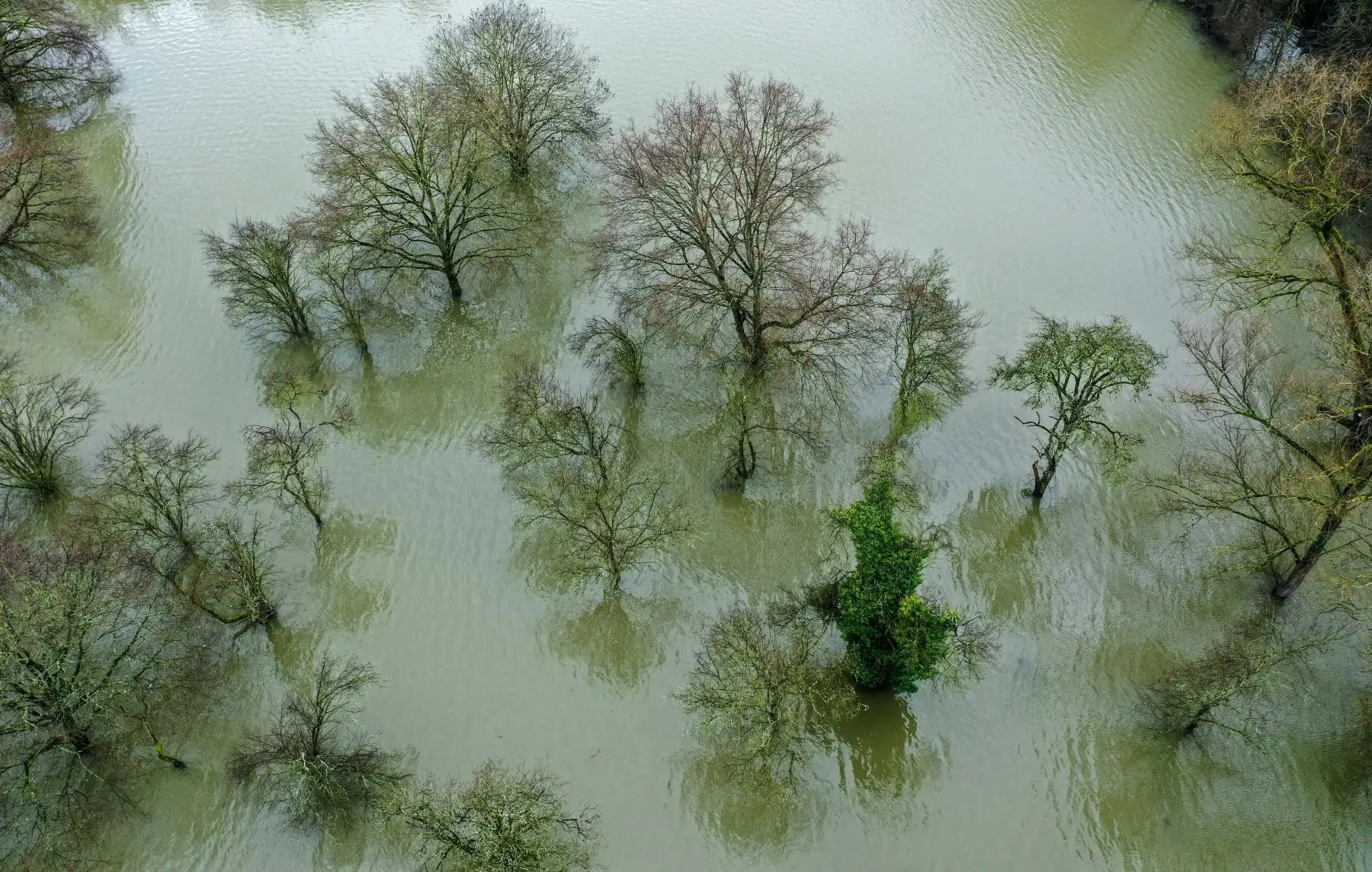 Una vista aérea muestra árboles inundados cerca del río Sieg en Mondorf, en el oeste de Alemania, después de que el cercano río Rin se desbordó tras el derretimiento de la nieve y las precipitaciones persistentes. Foto: AFP
