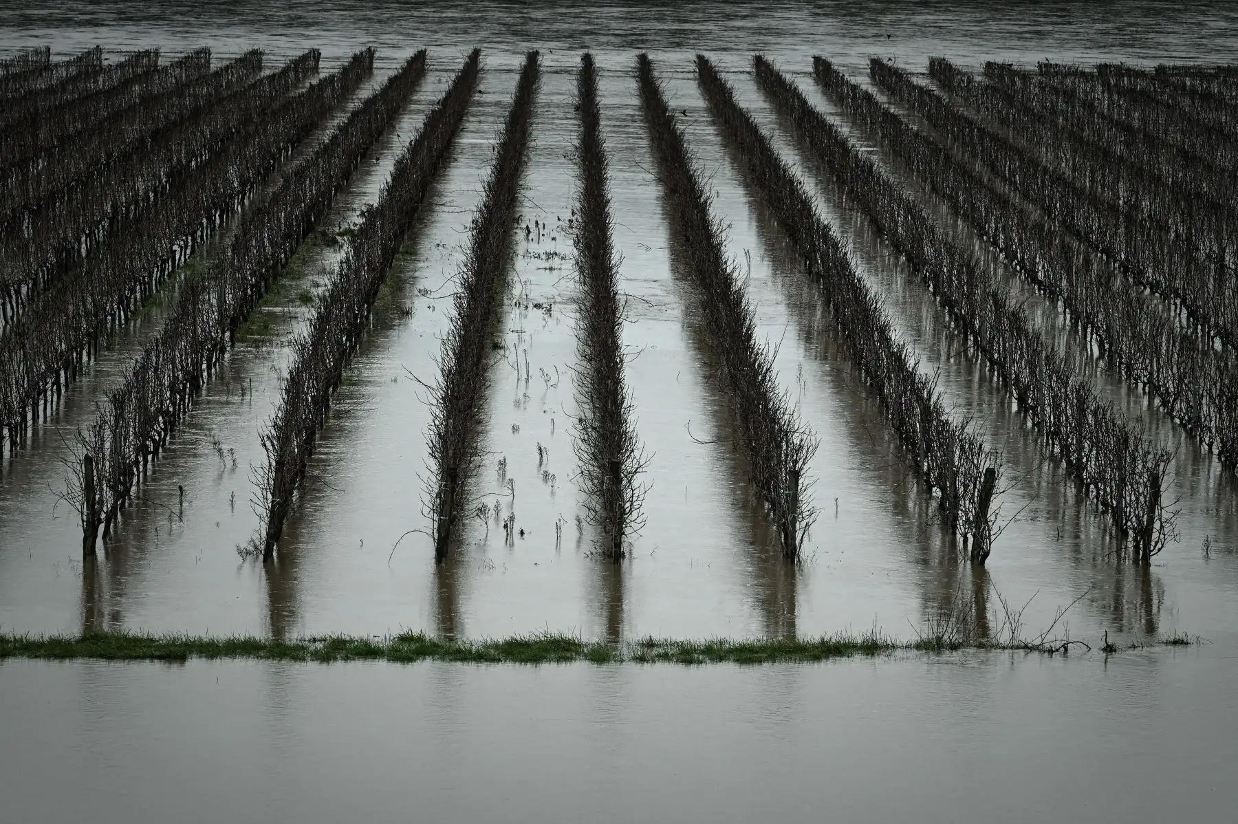 Los viñedos inundados se muestran cerca de Cadillac, al suroeste de Francia, después de que el río Garona se desbordara debido a las fuertes lluvias. Foto: AFP