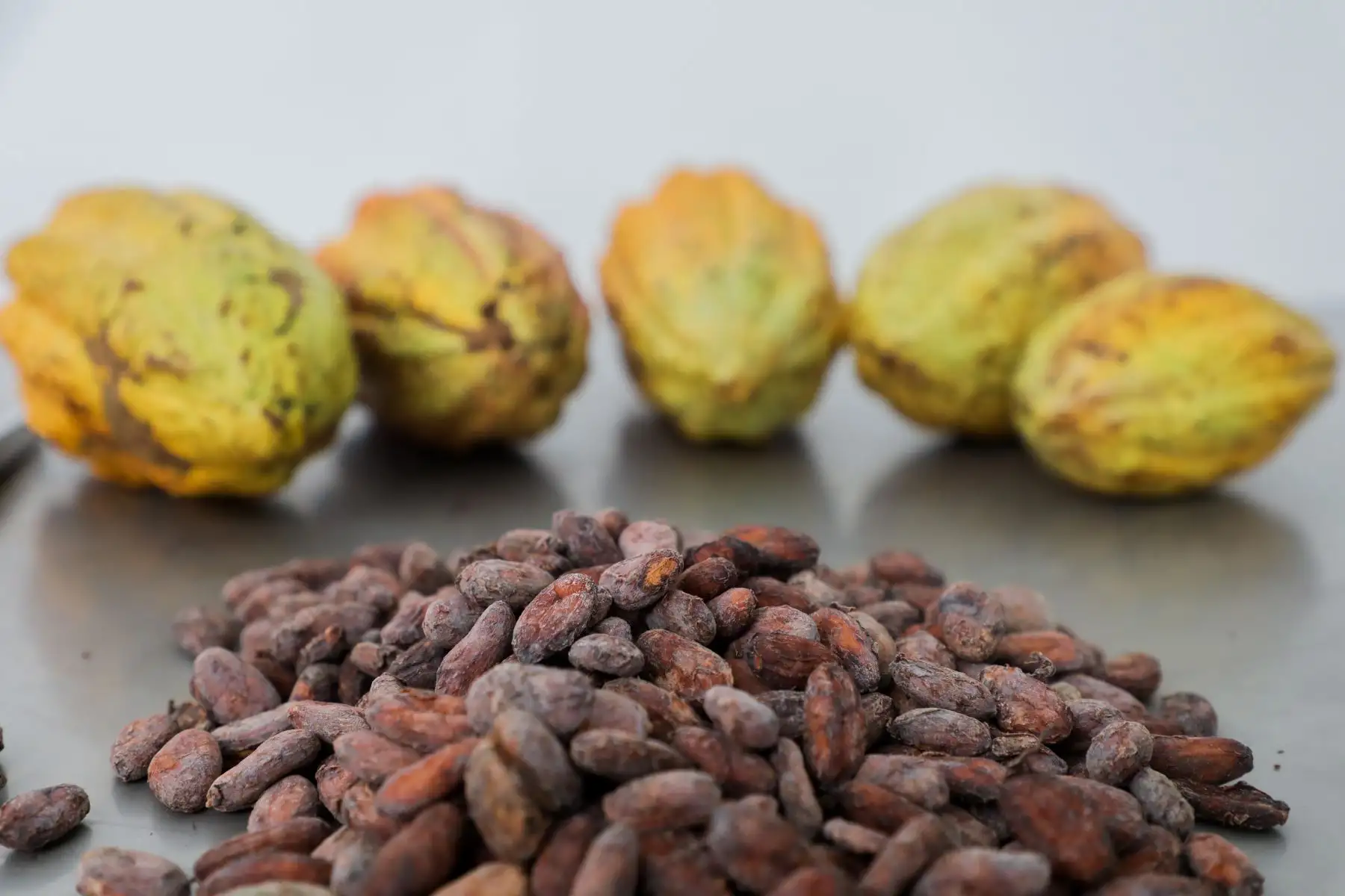 Cacao. ANDINA