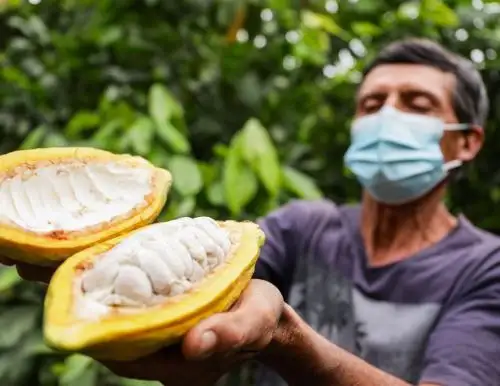 Piura se posiciona como productor de cacao de calidad y productores de cacao blanco orgánico de esta región triunfaron en el XIV Concurso Nacional de Cacao de Calidad. ANDINA/Difusión