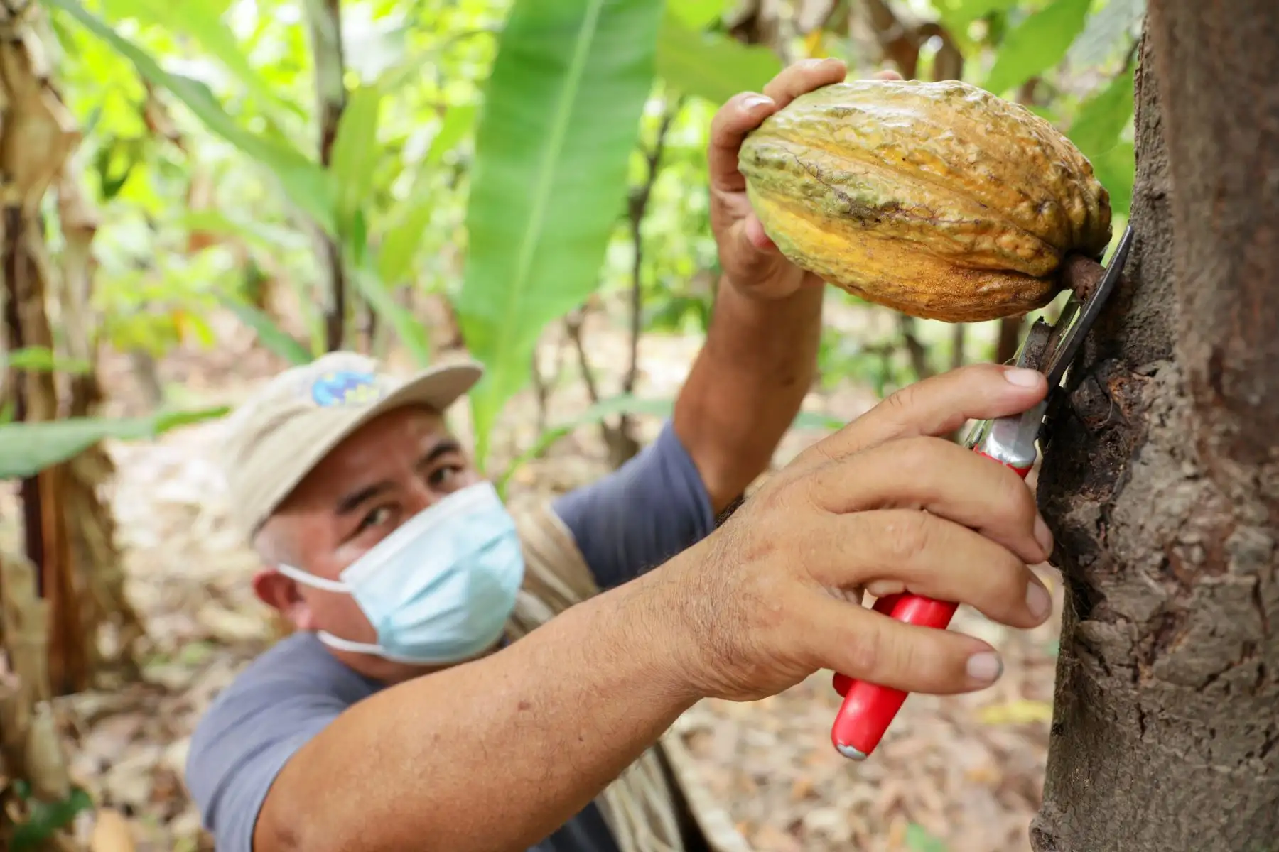 Cosecha de cacao en el norte del Perú. ANDINA/Difusión