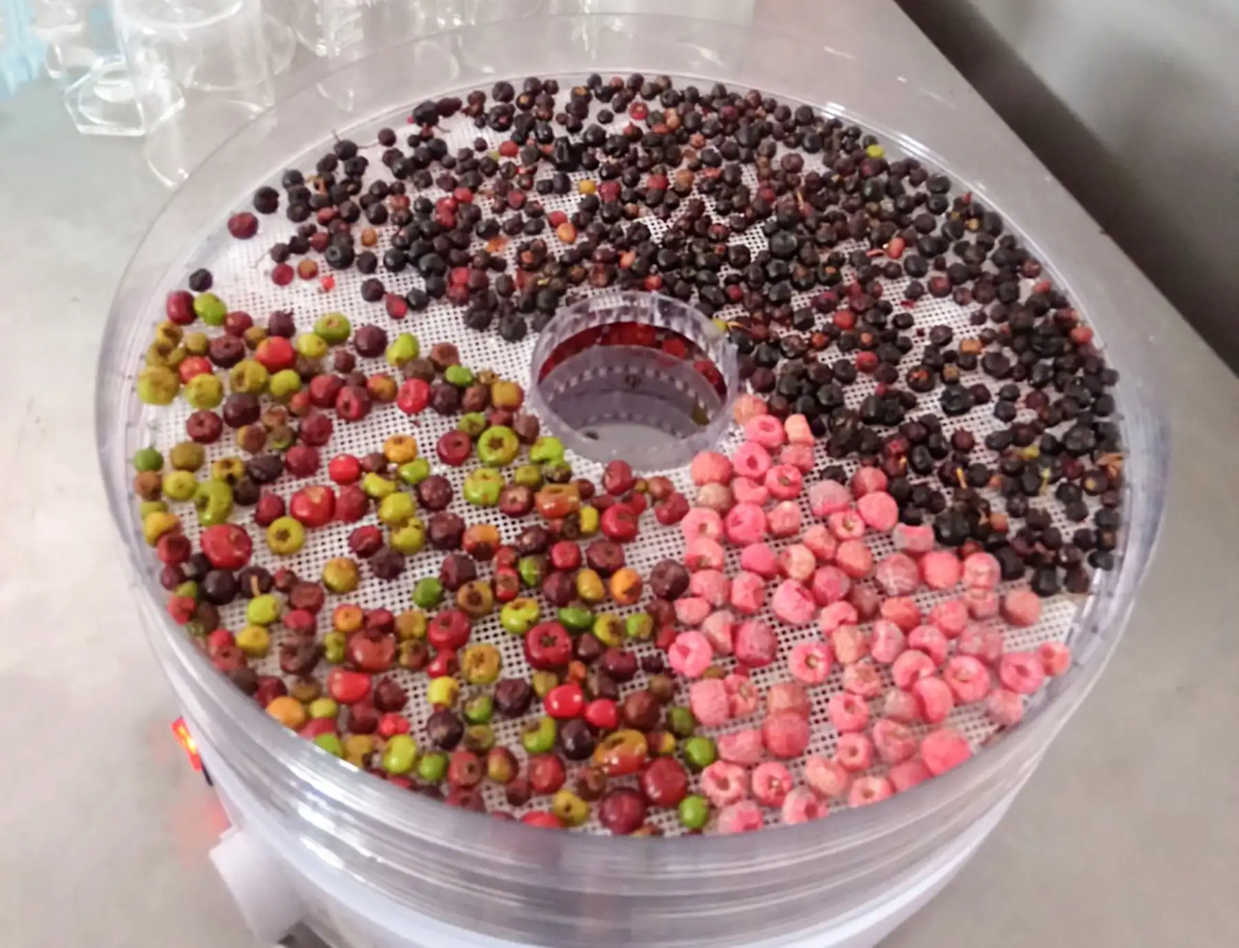 Científicos peruanos estudian las propiedades nutricionales de frutos nativos de los bosques de neblina y páramos de Piura. Foto: ANDINA/difusión.