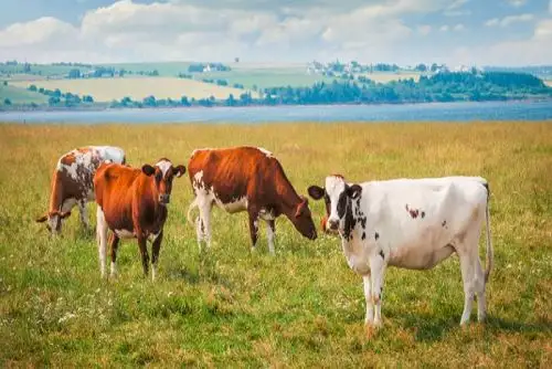 La herramienta índice de temperatura y humedad es una de las más empleadas en diversos países de la región andina.