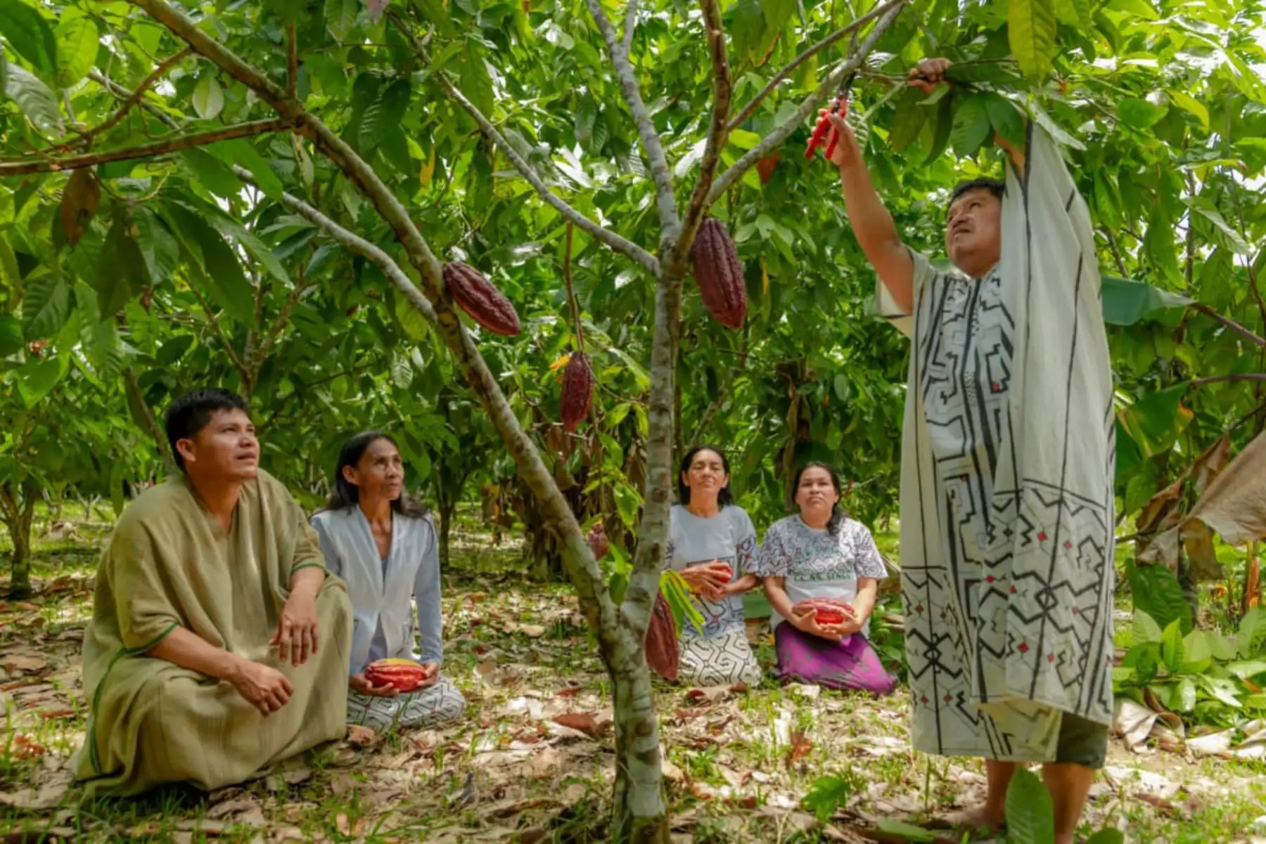 El Grupo Internacional para Asuntos indígenas (IWGIA) fue impulsor del IFAD Indígena 2021, competición en la que participaron diferentes experiencias a nivel internacional.
La iniciativa presentada fue la ejecución del Plan de Vida de la comunidad nativa de Sensa del distrito de Megantoni, Provincia de La Convención, región Cusco, la que generó mayor impacto. Imagen de archivo, 2020.
Foto: Midagri