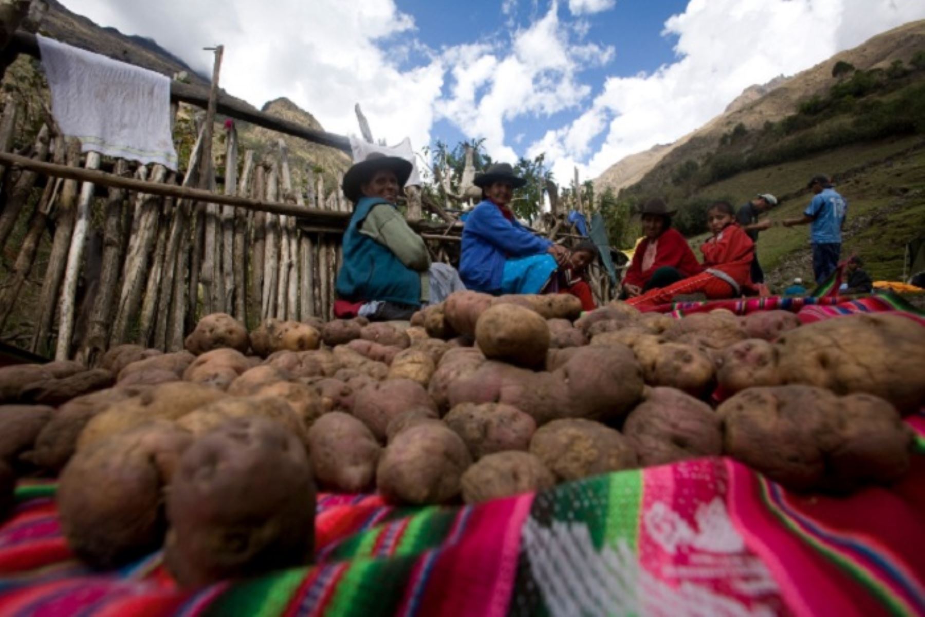 Son alrededor de 154 familias de productores pertenecientes a las comunidades campesinas de Sacsayllama y Juan Velasco Alvarado, distrito de Huayllabamba, provincia ancashina de Sihuas.