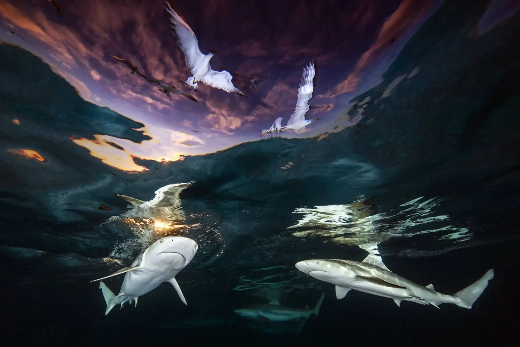 Sharks