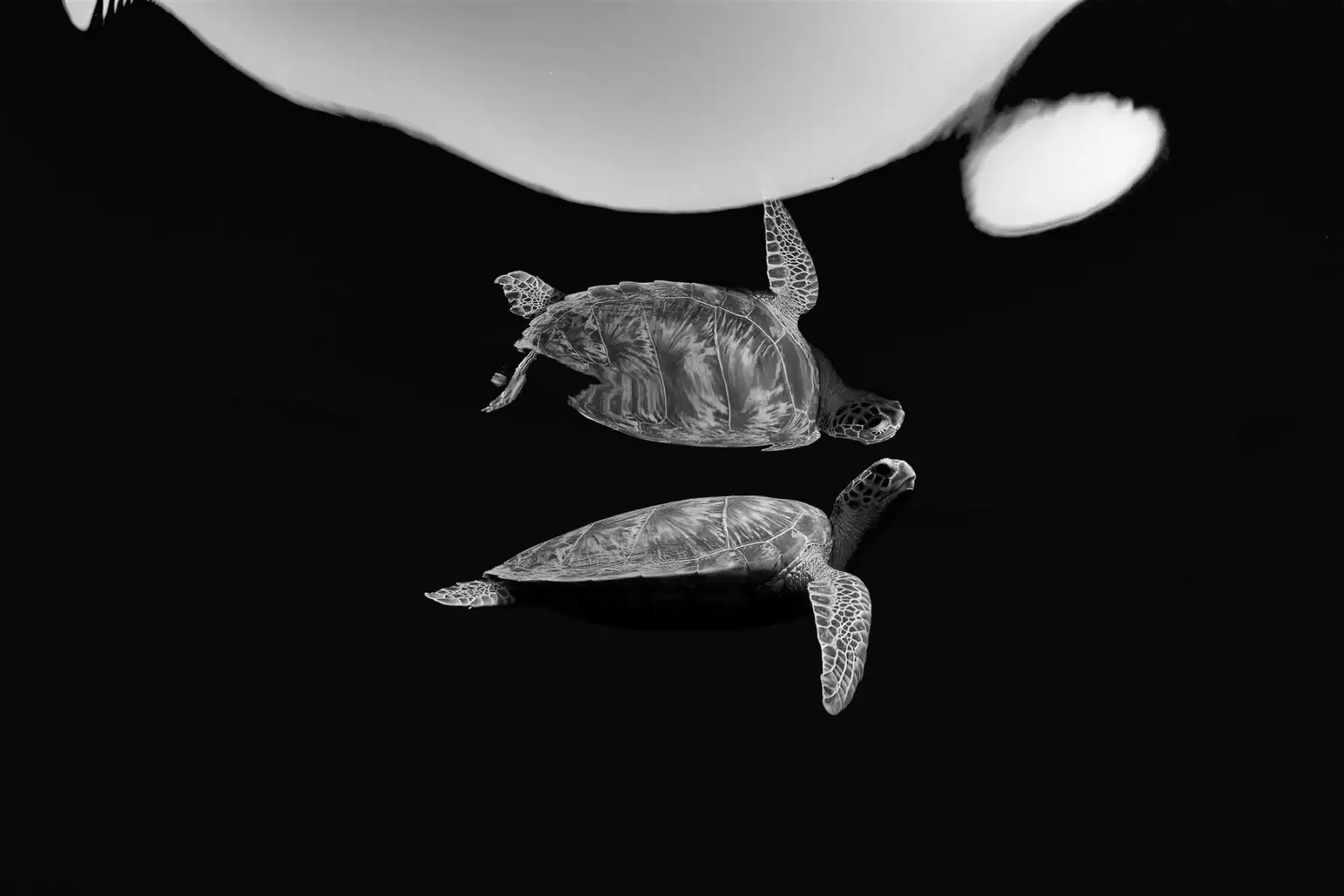 Double Turtle. Fotografía ganadora del tercer premio en la categoría: Black and White. Durante los largos meses de la pandemia tuve que revisar, como todos, mi forma de vida habitual y tuve que sustituir el buceo por el snorkel.Foto: Renata Romeo / UPY 2021