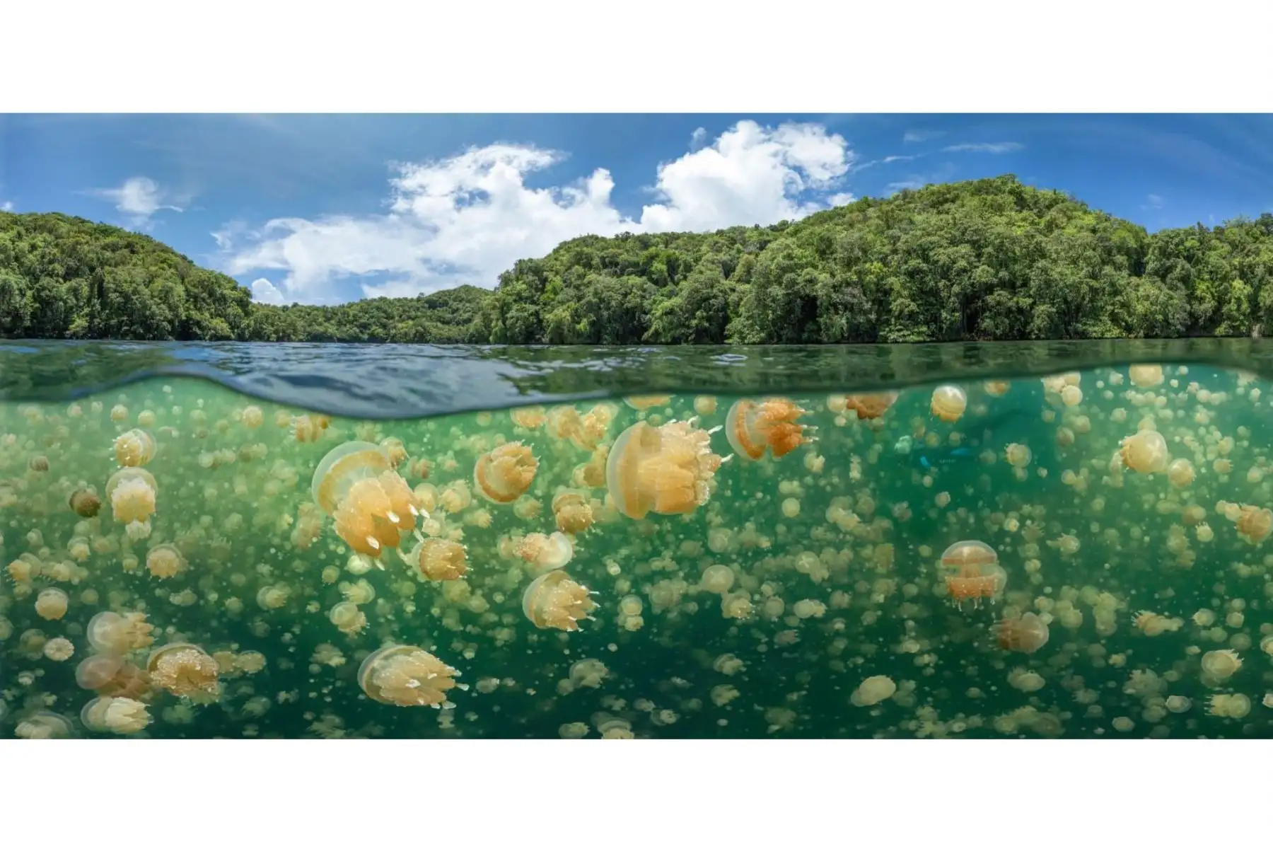 Jellyfish Galore. Fotografía ganadora del tercer premio en la categoría: Wide Angle.En marzo de 2020 volé a Palau para bucear durante dos semanas. Cuando estaba allí las fronteras cerraron debido a la Covid-19, por lo que no pude volar de regreso hasta 3 meses después.Foto: Oleg Gaponyuk / UPY 2021