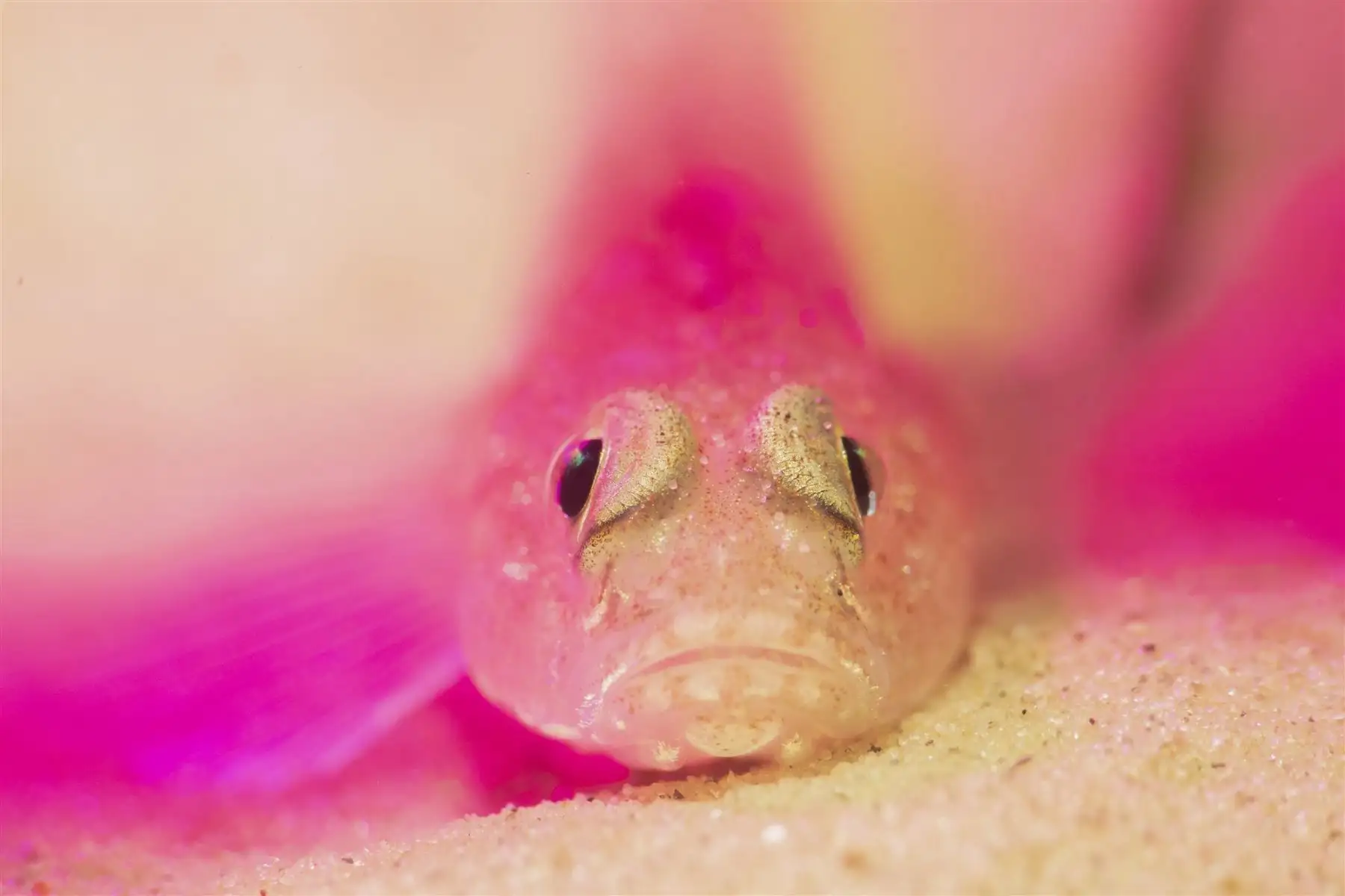 Pinky. Fotografía ganadora del tercer premio en la categoría: British Waters Compact. Adoro absolutamente a estos pequeños góbidos y sus caras malhumoradas. A menudo los miro cuando buceo, ya que tienen una naturaleza muy curiosa y, a menudo, me desafían a un concurso de miradas en el que ganan.Foto: Sandra Stalker / UPY 2021