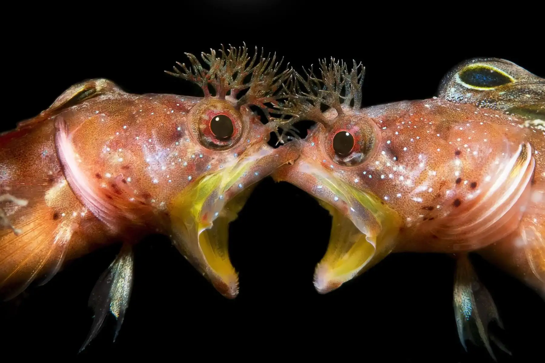 Face to Face. Fotografía ganadora del segundo premio en la categoría: Behaviour. Esto es una pelea de blennys de una especie que se encuentra concretamente en Japón y Corea del Sur. Su característica más distintiva es su peinado por lo que a menudo se le conoce como el blenny punki o el blenny mexicano.Foto: Jing Gong Zhang / UPY 2021