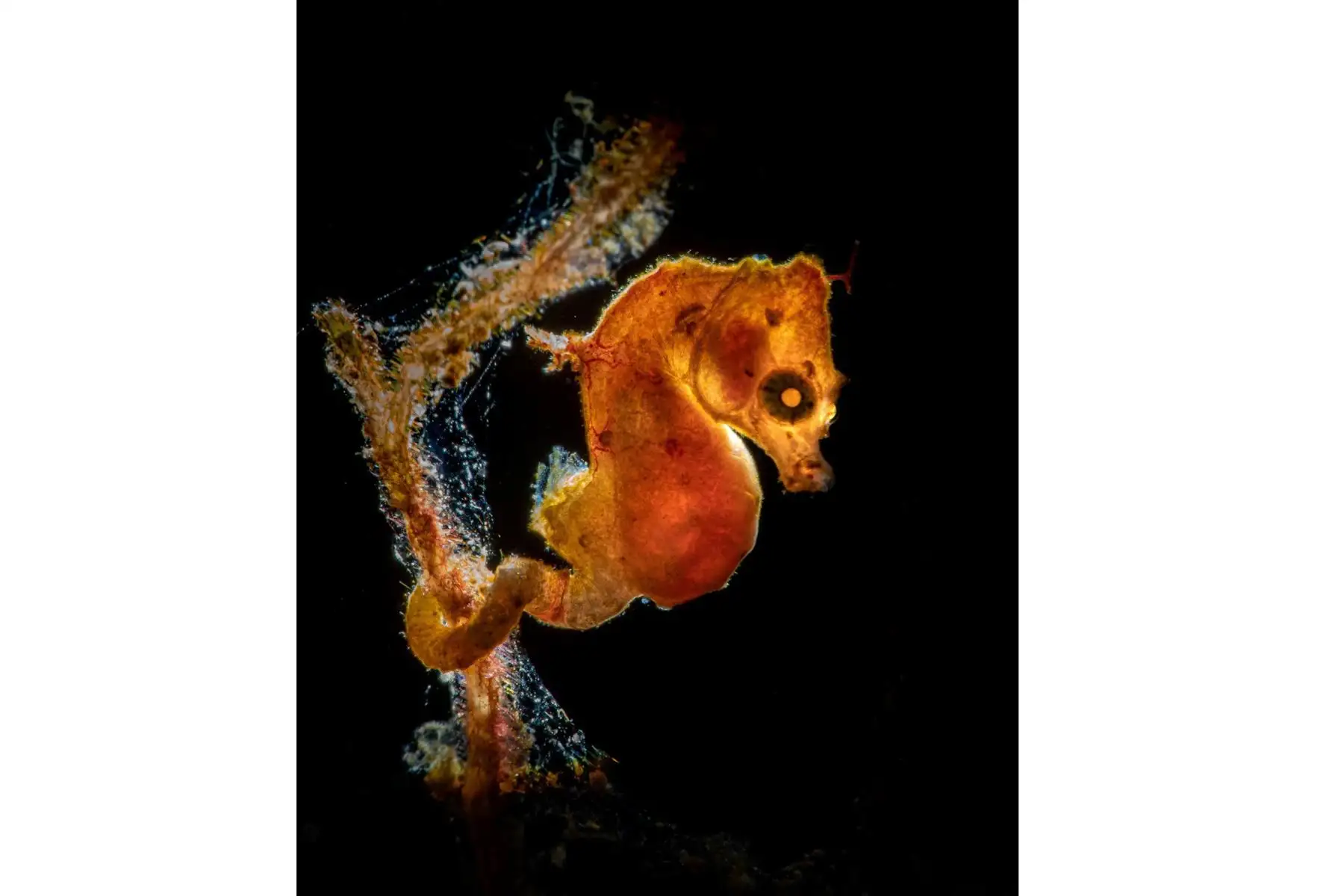 Pontohi Pigmy Seahorse. Fotografía ganadora del primer premio en la categoría: Macro.El caballito de mar pigmeo de Pontohi -Hippocampus pontohi- es uno de los caballitos de mar más pequeños y más recientemente descubiertos. Por lo general, viven en las paredes de los arrecifes y pueden ser difíciles de encontrar.Foto: Galice Hoarau / UPY 2021