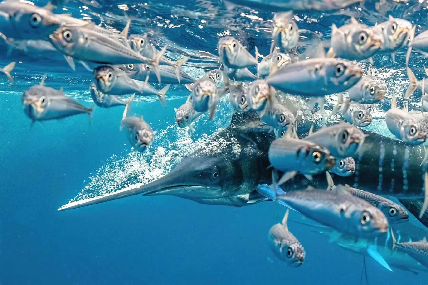 A striped marlin in a high speed hunt in Mexico
Fotografía ganadora del primer premio en la categoría: Behaviour. Esta es una escena verdaderamente aterradora para estos pequeños peces que huyen para salvar sus vidas mientras un marlín rayado los caza.Foto: Karim Iliya / UPY 2021