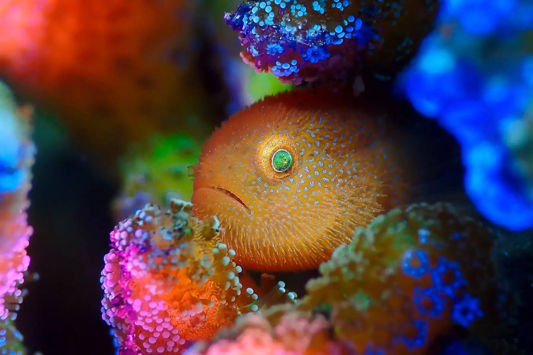 Rainbow Goby. Fotografía ganadora del segundo premio en la categoría: Compact. Este góbido era muy tímido, por lo que tomó mucho tiempo para que se sintiera cómodo antes de que saliera para poder sacarle una foto.Foto: Man B.D / UPY 2021