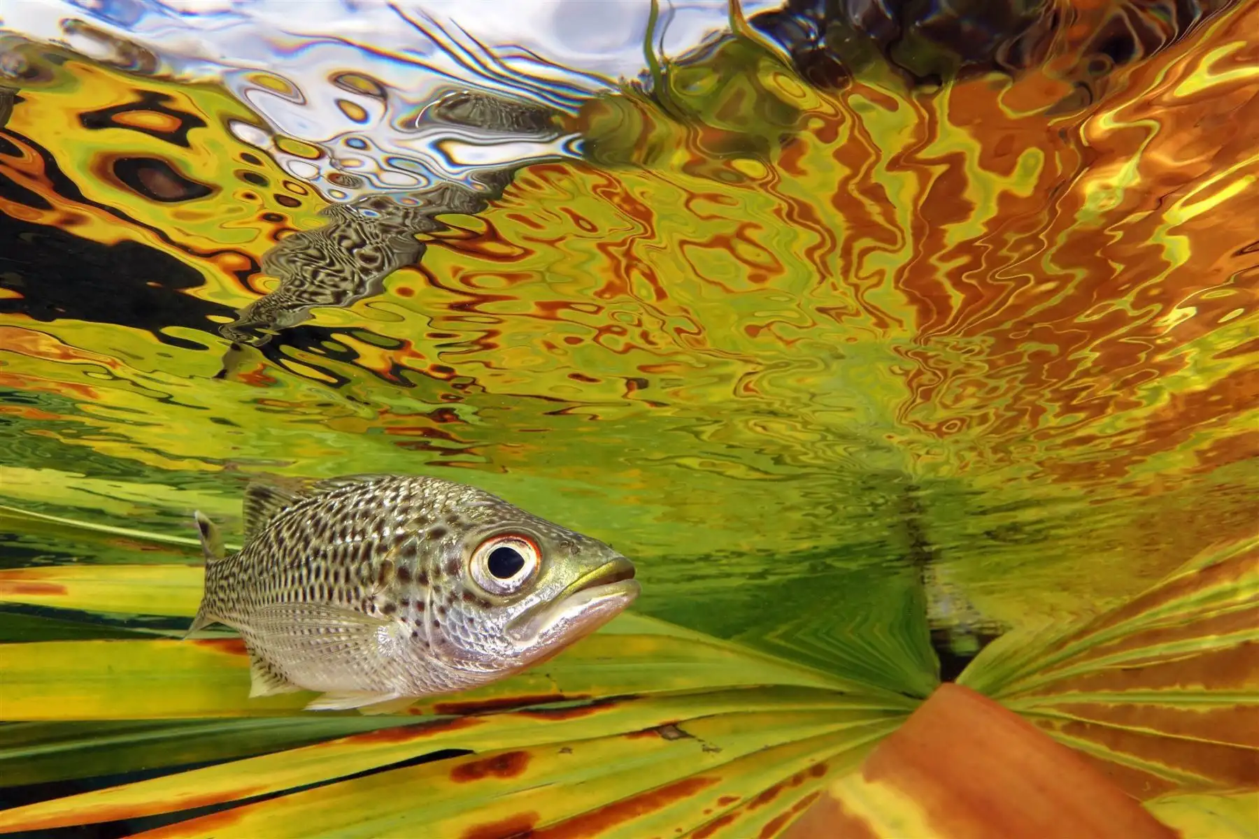Doule (Kuhlia Rupestris) Near The Surface. Fotografía ganadora del primer premio en la categoría: Compact. Solía ir a pescar en el río para tomar algunas fotos unos días después de las grandes lluvias que hacen que el lecho del río suba y provoque grandes inundaciones.Foto: Jack Berthomier / UPY 2021