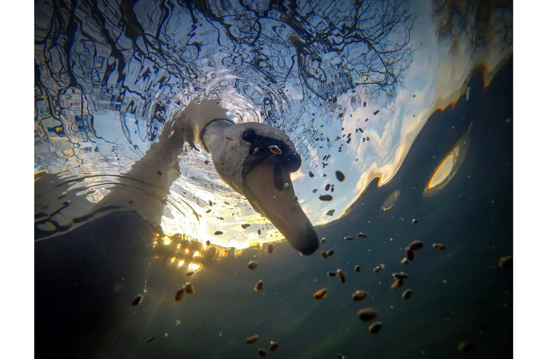 Sunrise Mute Swan Feeding Underwater. Fotografía ganadora del primer premio en la categoría: British Waters Compact. Había estado viendo un par de cisnes mudos en mi lago local. Parecían estar siguiendo a la gente en busca de comida.Foto: Ian Wade / UPY 2021