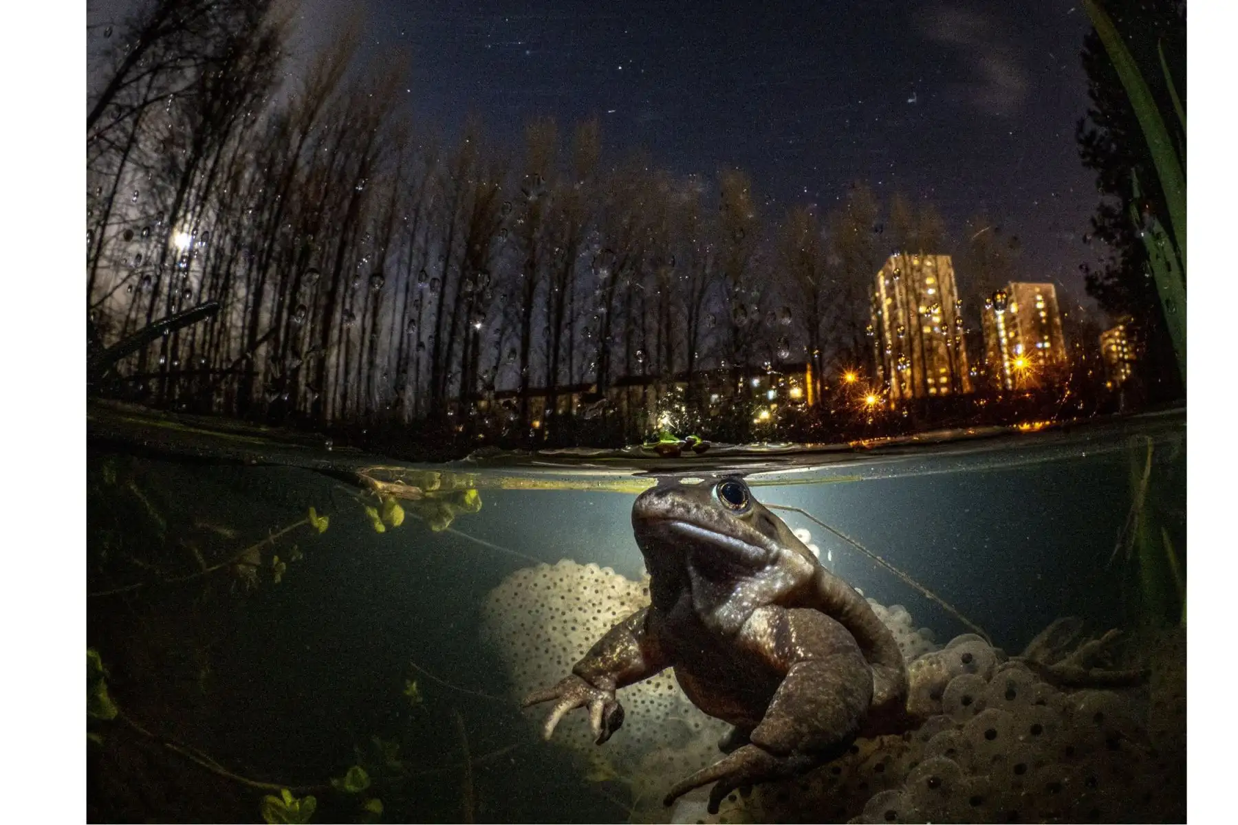 While You Sleep. Fotografía ganadora del primer premio en la categoría: Brithish Waters Wide Angle y My Backyad. Malls Mire, un pequeño bosque en Glasgow situado entre una urbanización, un supermercado y una fábrica, es un refugio poco probable para la vida silvestre.Foto: Mark Kirkland / UPY 2021