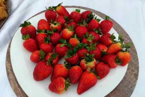 Fresas. Foto: ANDINA/MML.