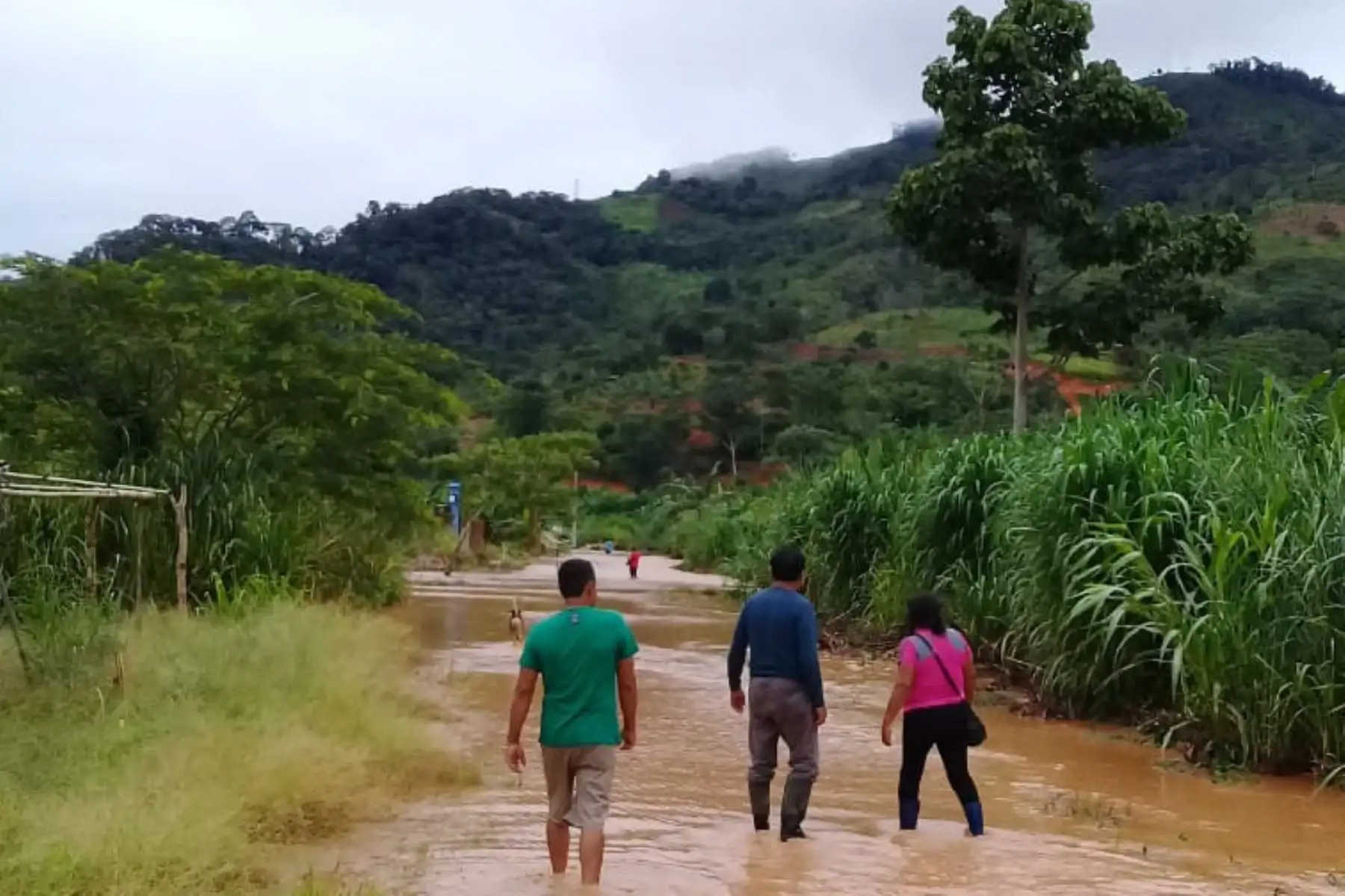 Las regiones con zonas críticas son Ayacucho (5), Cusco (8), Huánuco (4), Junín (3), Loreto (4), Madre de Dios (4), Pasco (3), Puno (4) y Ucayali (16). Foto: ANDINA/Difusión