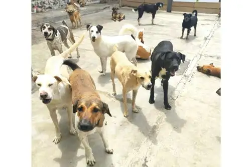 Si no cumples con los requisitos para adoptar una mascota, puedes apadrinar uno en el Refugio Ángeles con Patitas, con el apoyo de 50 soles mensuales. Foto: ANDINA/Andina