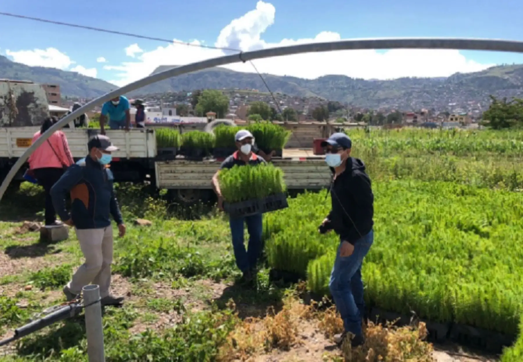 A fin de proveer de recursos forestales productivos, de protección y de sistemas agroforestales a pobladores de Ayacucho, Agro Rural del Ministerio de Desarrollo Agrario y Riego (Midagri) informó sobre la producción de 245,000 plantones forestales.