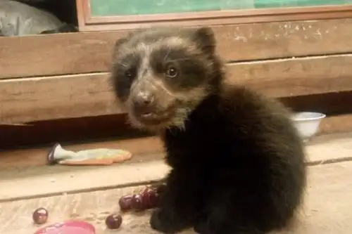 El Servicio Nacional Forestal y de Fauna Silvestre (Serfor), del Ministerio de Desarrollo Agrario y Riego (Midagri) reporta el hallazgo de una tercera cría de oso andino de apenas dos meses de edad y alerta la deforestación de sus hábitats en la selva del departamento de Puno.