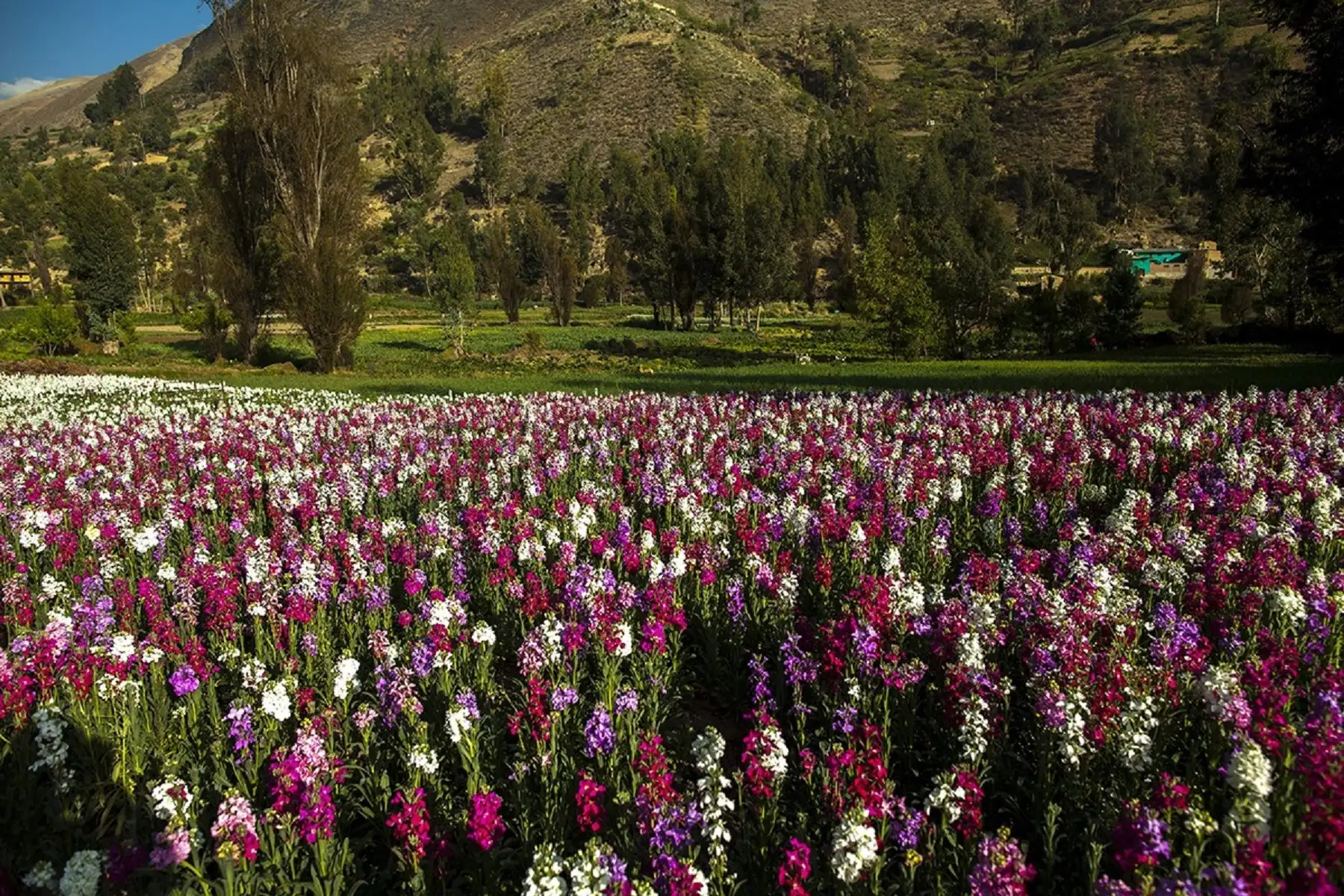 Cultivo de flores.
