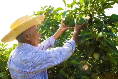 La capacitación favorecerá a las familias productoras, ya que contribuirán al desarrollo de sus conocimientos, habilidades y destrezas relacionadas al abonamiento con guano de las islas y otros fertilizantes naturales, manejo de suelos, entre otros. Foto: ANDINA/Difusión