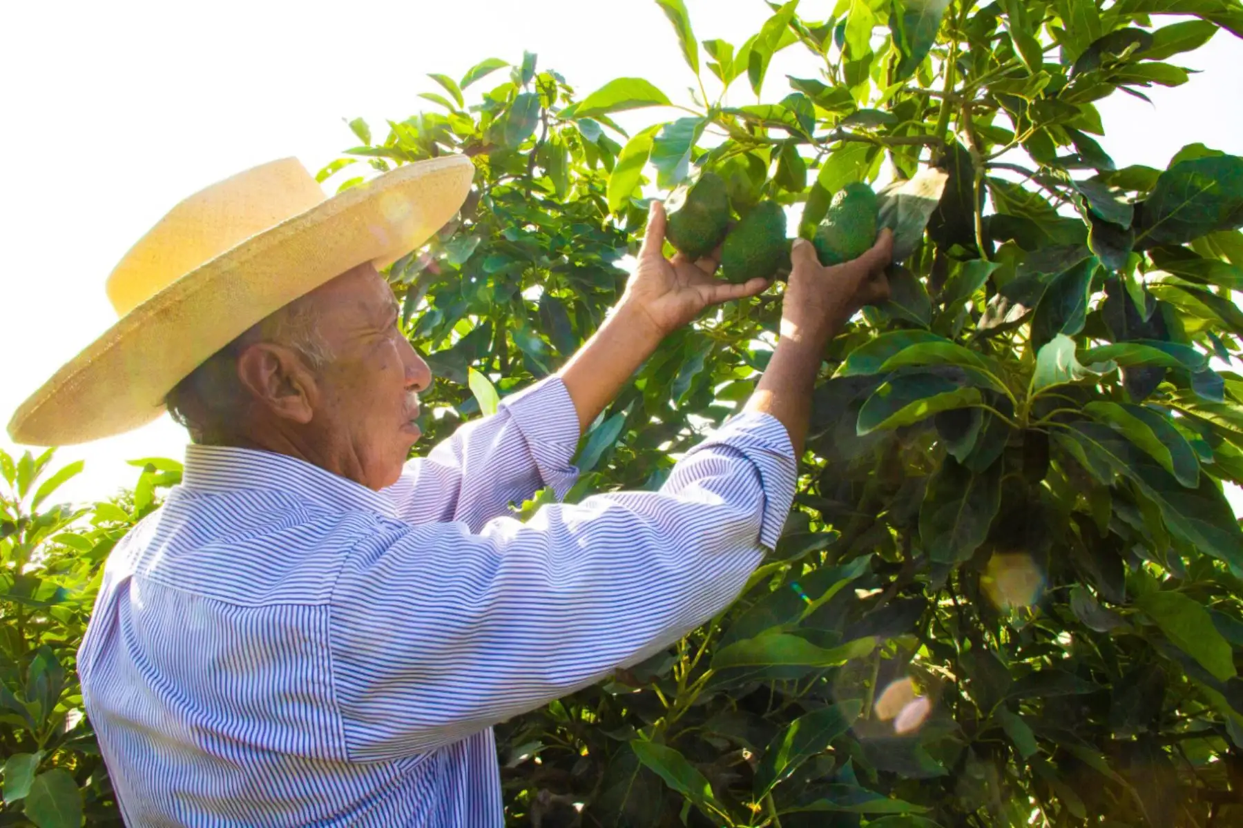 La capacitación favorecerá a las familias productoras, ya que contribuirán al desarrollo de sus conocimientos, habilidades y destrezas relacionadas al abonamiento con guano de las islas y otros fertilizantes naturales, manejo de suelos, entre otros. Foto: ANDINA/Difusión