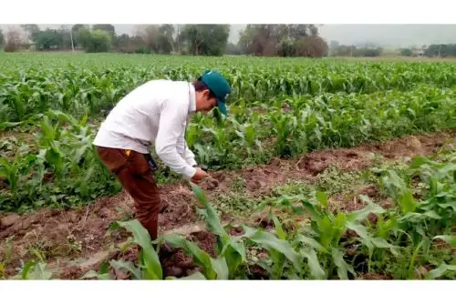 El Ministero del Ambiente espera contar con la participación de la comunidad científica y académica vinculada a la investigación, el desarrollo y la innovación tecnológica (I+D+I) basados en la biodiversidad, la agrobiodiversidad y la agricultura sostenible. Foto: ANDINA/Minam