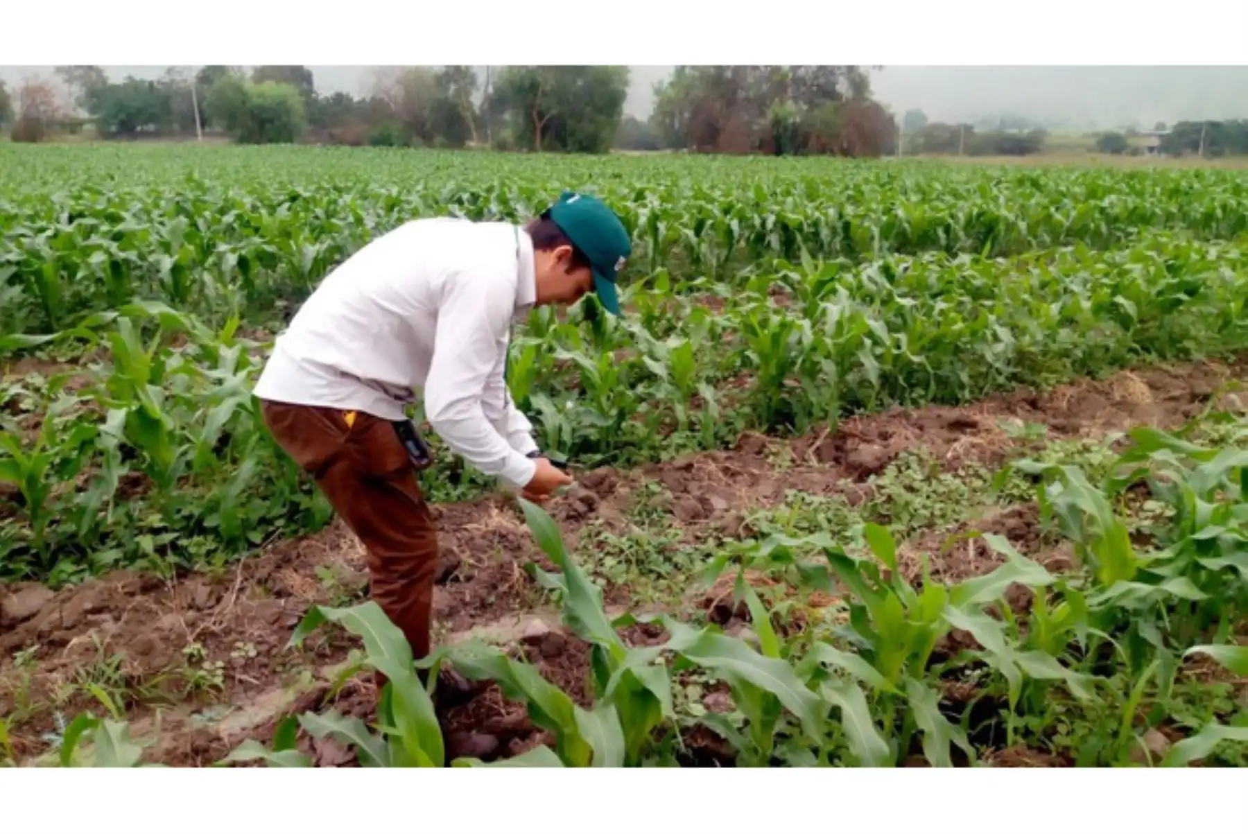 El Ministero del Ambiente espera contar con la participación de la comunidad científica y académica vinculada a la investigación, el desarrollo y la innovación tecnológica (I+D+I) basados en la biodiversidad, la agrobiodiversidad y la agricultura sostenible. Foto: ANDINA/Minam