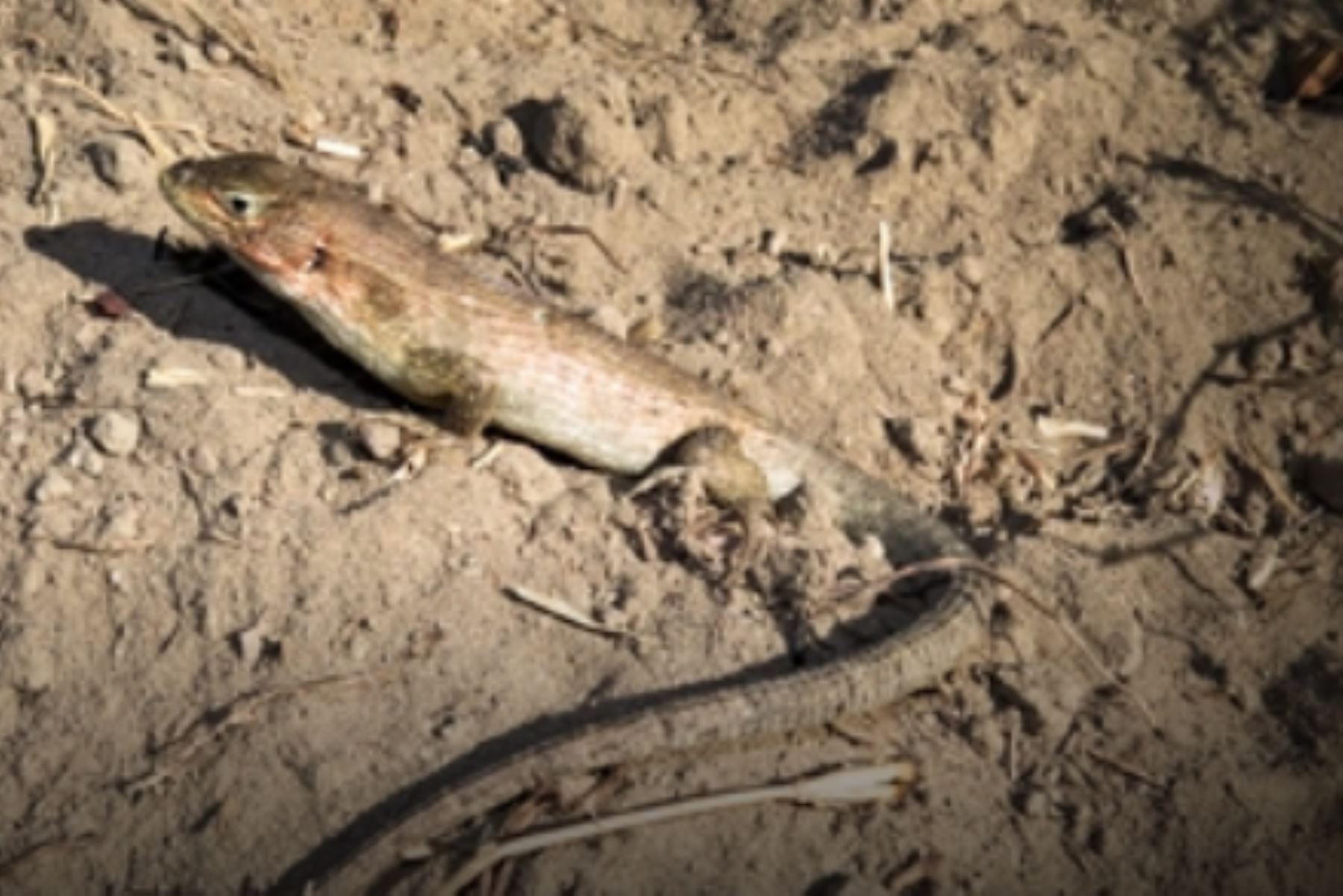 La nueva especie de lagartija, nombrada "Stenocercus ica", mide de hocico a cloaca de entre seis y ocho centímetros. Foto: ANDINA/Difusión