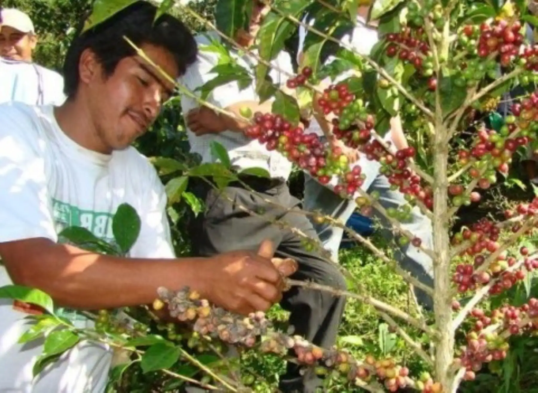 San Martín apuesta por el café de calidad e instala planta de procesamiento y laboratorio de control de calidad en provincia de Rioja. ANDINA/Difusión