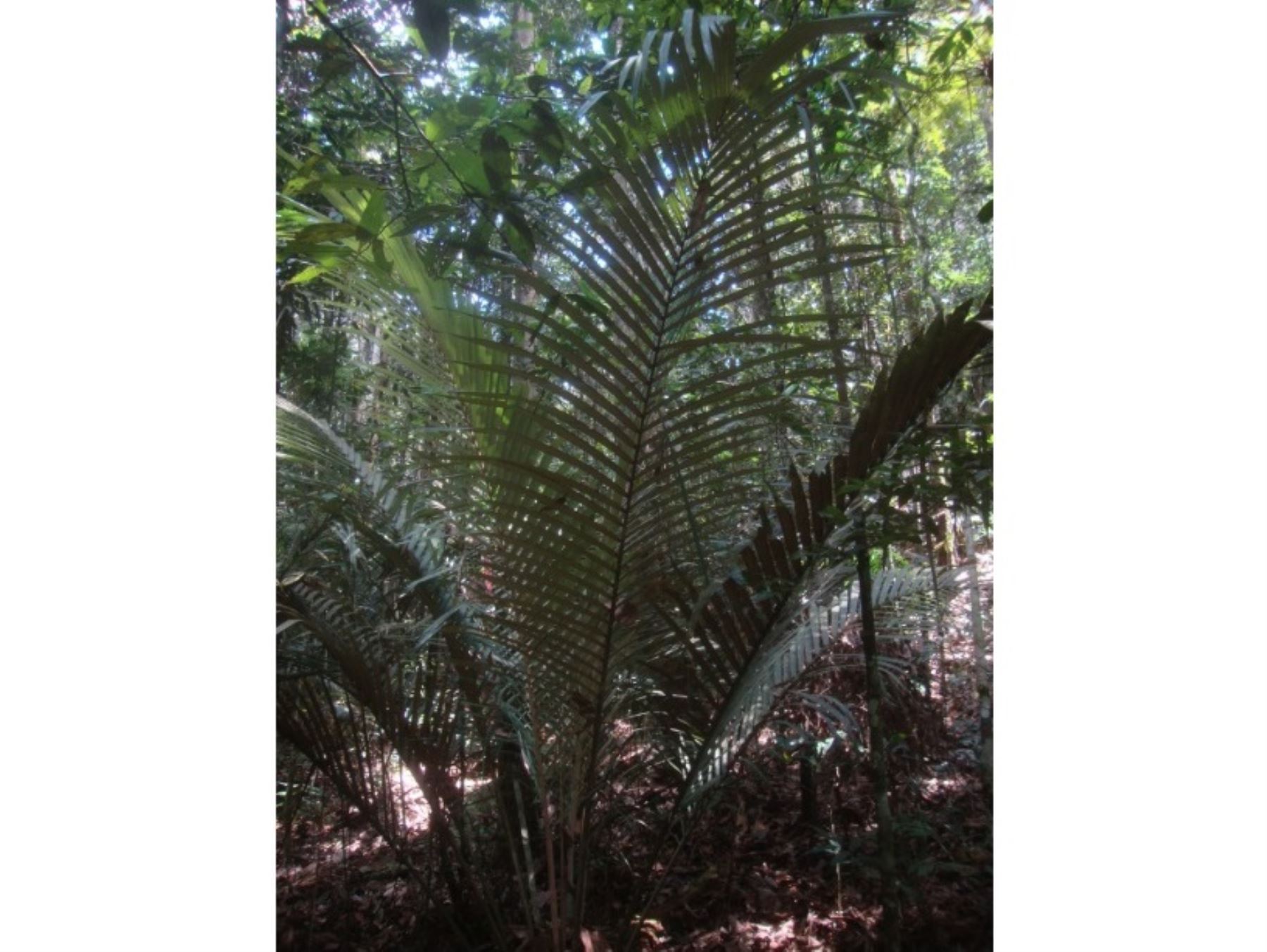 Investigadores descubren una nueva especie de palmera en el Parque Nacional Cordillera Azul, área natural protegida que abarca territorios de cuatro regiones de la Amazonía. ANDINA/Difusión