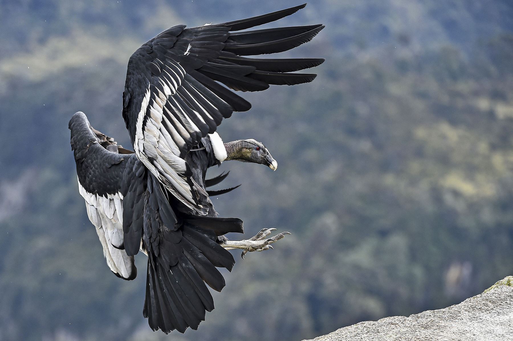 El médico tradicional indígena Rosendo Quita realiza un ritual de armonización antes de ingresar al sitio de avistamiento del cóndor andino, en el Parque Nacional Natural Purace en Purace, Colombia. Foto: AFP