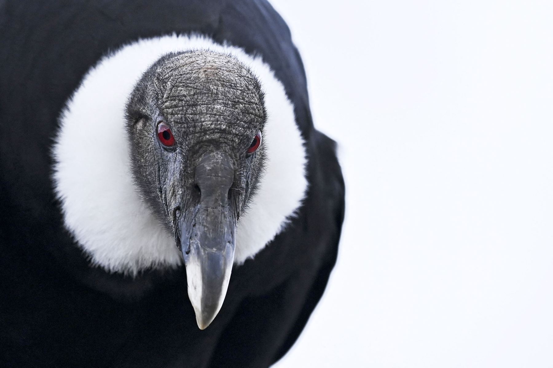 Un cóndor andino es visto en el Parque Nacional Natural Purace en Purace, Colombia. Foto: AFP