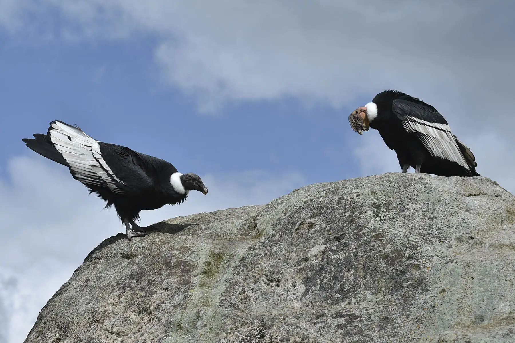Cóndores andinos (Vultur gryphus) son vistos en el Parque Nacional Natural Purace en Purace, Colombia. Foto: AFP