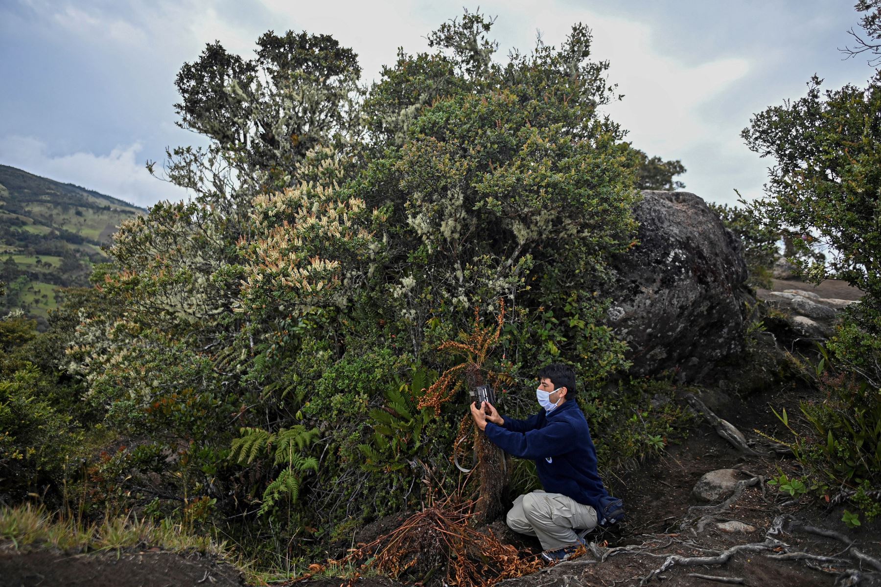 Carlos Becerra, miembro de los Parques Nacionales Naturales de Colombia, instala una cámara trampa durante el censo nacional de cóndores andinos, en el Parque Nacional Natural Purace en Purace, Colombia. Foto: AFP