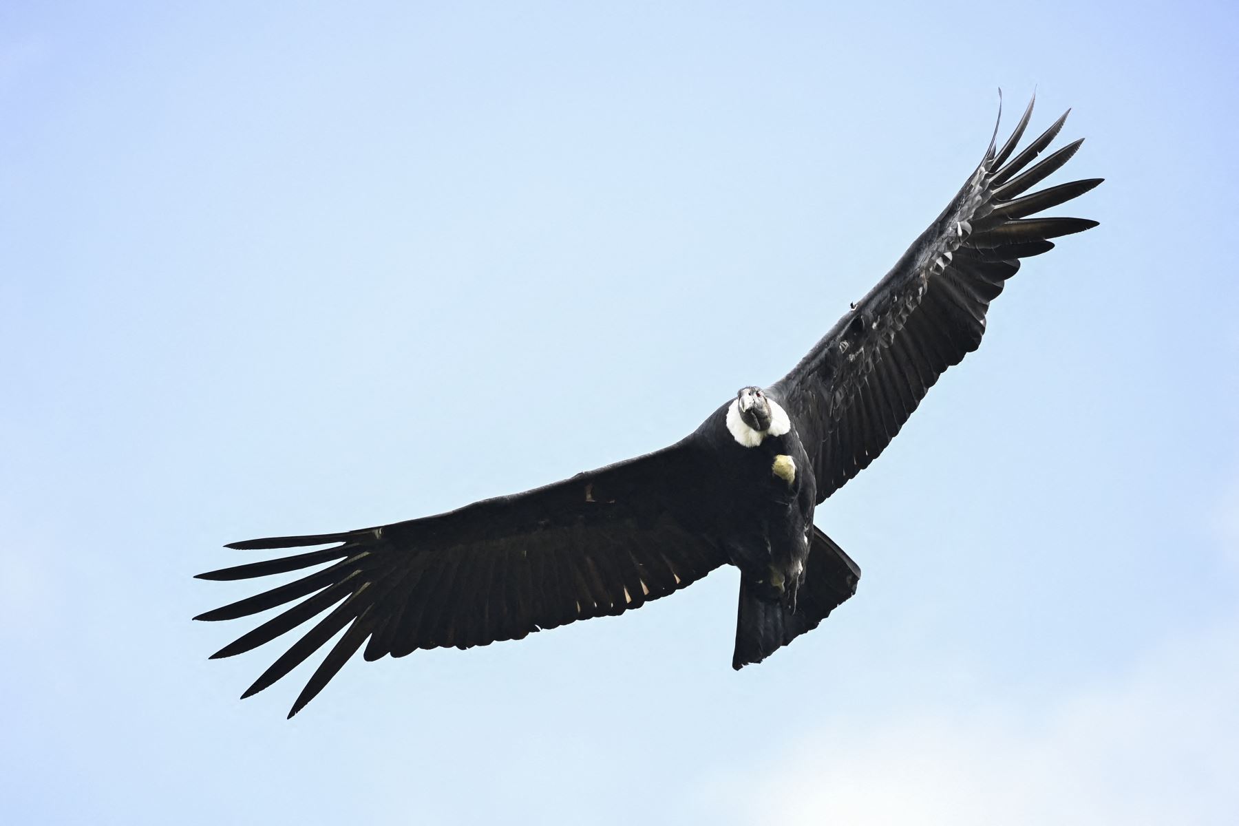 Un cóndor andino (Vultur gryphus) vuela en el Parque Nacional Natural Purace en Purace, Colombia. Foto: AFP