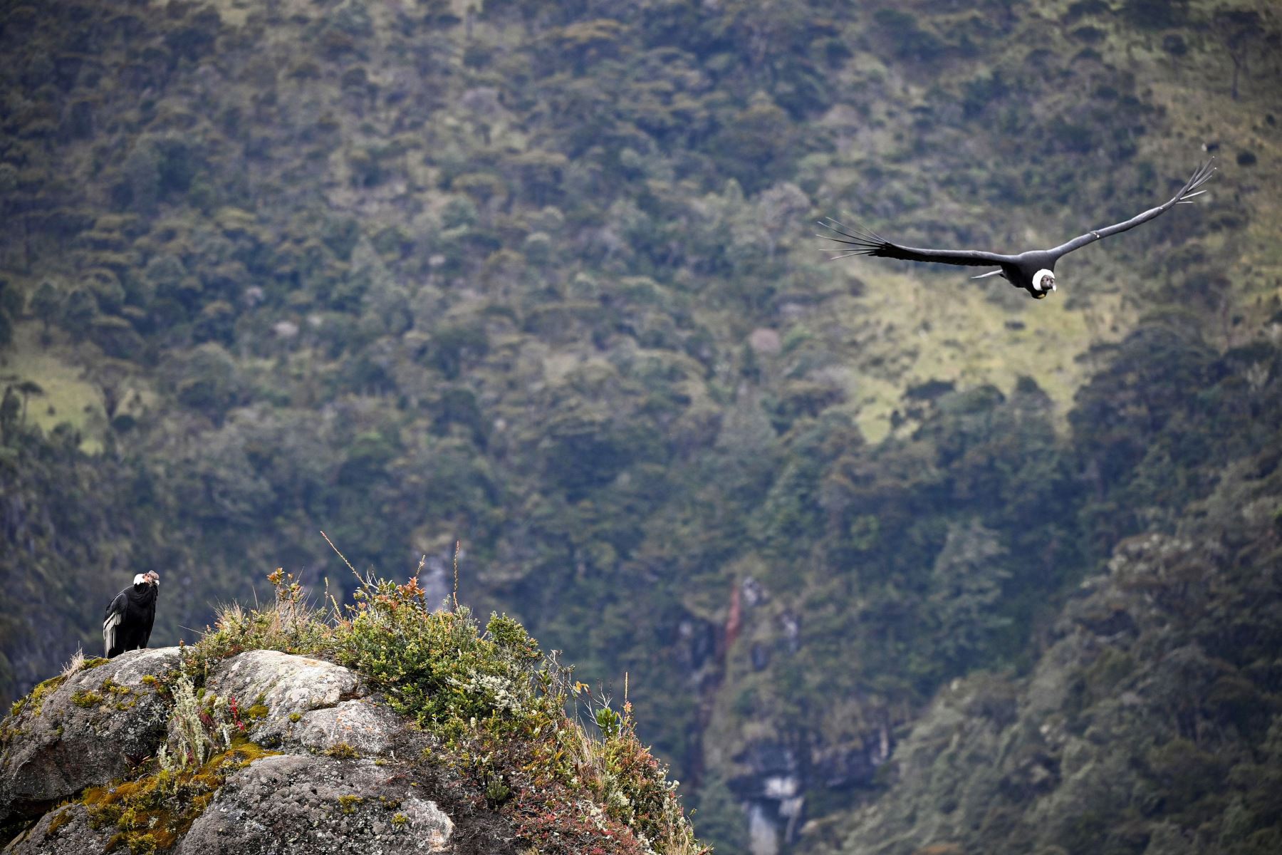 Cóndores andinos (Vultur gryphus) son vistos en el Parque Nacional Natural Purace en Purace, Colombia. Foto: AFP