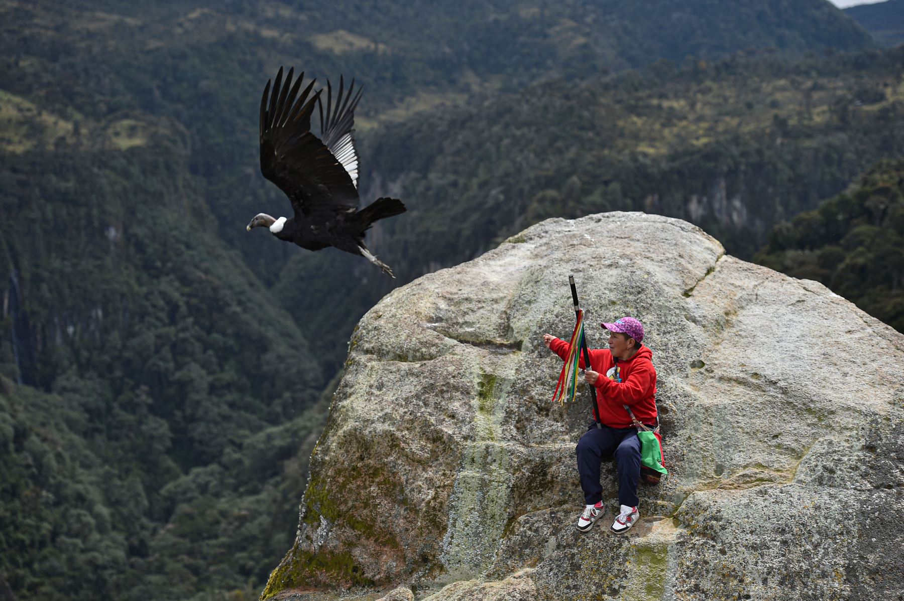 Una persona indígena se sienta junto a un cóndor andino (Vultur gryphus) para contemplar su vuelo en el Parque Nacional Natural Purace en Purace, Colombia. Foto: AFP