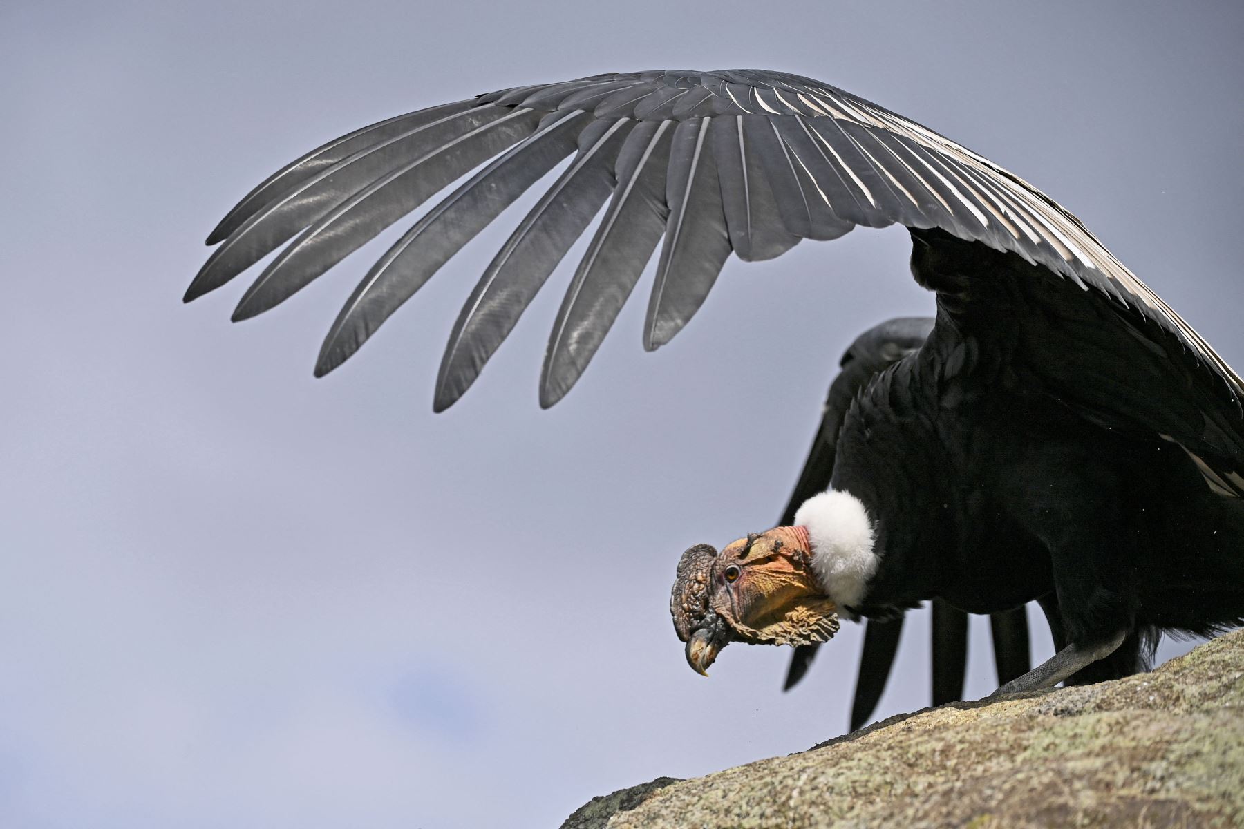 Un cóndor andino (Vultur gryphus) es visto en el Parque Nacional Natural Purace en Purace, Colombia. Foto: AFP