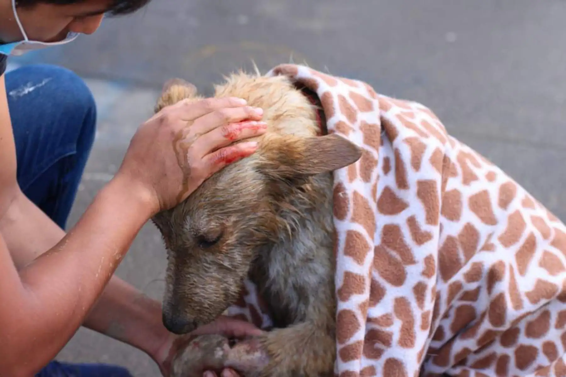 El huaico que originó el incremento del caudal del riachuelo Chaupimayo B, en la ciudad de Quillabamba, distrito de Santa Ana, provincia cusqueña de La Convención, debido a las constantes lluvias dejó una mujer fallecida, 7 personas desaparecidas, 12 viviendas destruidas y otras 10 afectadas, así como daños en un colegio y deterioros en carreteras y hectáreas de cultivos. Foto: Cortesía/Jhellsim Choque Perez El huaico que originó el incremento del caudal del riachuelo Chaupimayo B, en la ciudad de Quillabamba, distrito de Santa Ana, provincia cusqueña de La Convención, debido a las constantes lluvias dejó una mujer fallecida, 7 personas desaparecidas, 12 viviendas destruidas y otras 10 afectadas, así como daños en un colegio y deterioros en carreteras y hectáreas de cultivos. Foto: Cortesía/Jhellsim Choque Perez