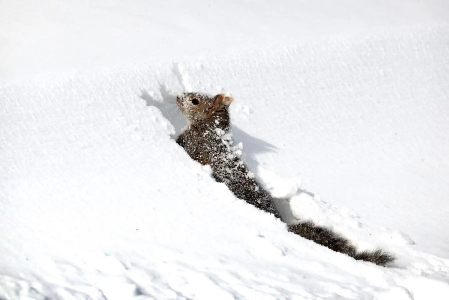 Una ardilla intenta navegar a través de la nieve profunda el 16 de febrero de 2021 en Chicago, Illinois. Los residentes de Chicago están excavando esta mañana después de que la tormenta de nieve junto con la nieve con efecto lago arrojó más de 17 pulgadas de nieve en algunas áreas de la ciudad desde ayer. Foto: AFP